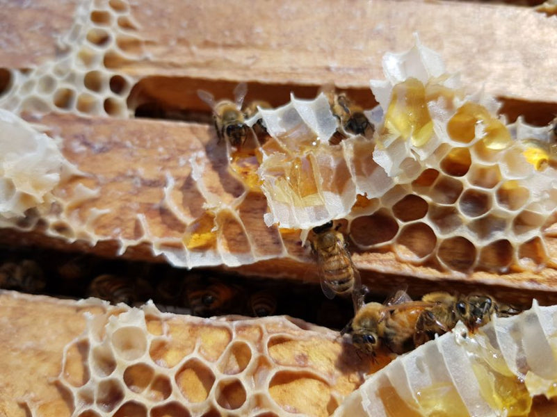 The Incredible Health Benefits of Raw Honeycomb