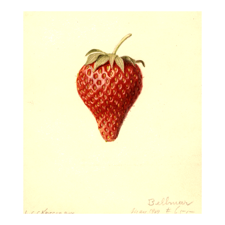 Melomel botanical plate