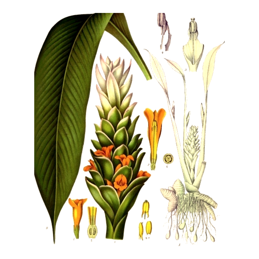 Metheglin botanical plate
