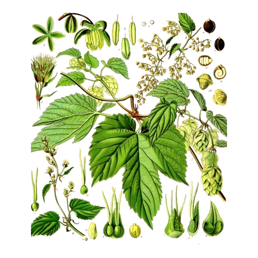 Braggot botanical plate