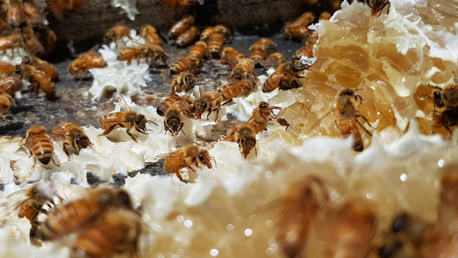About Australian Bee Products
