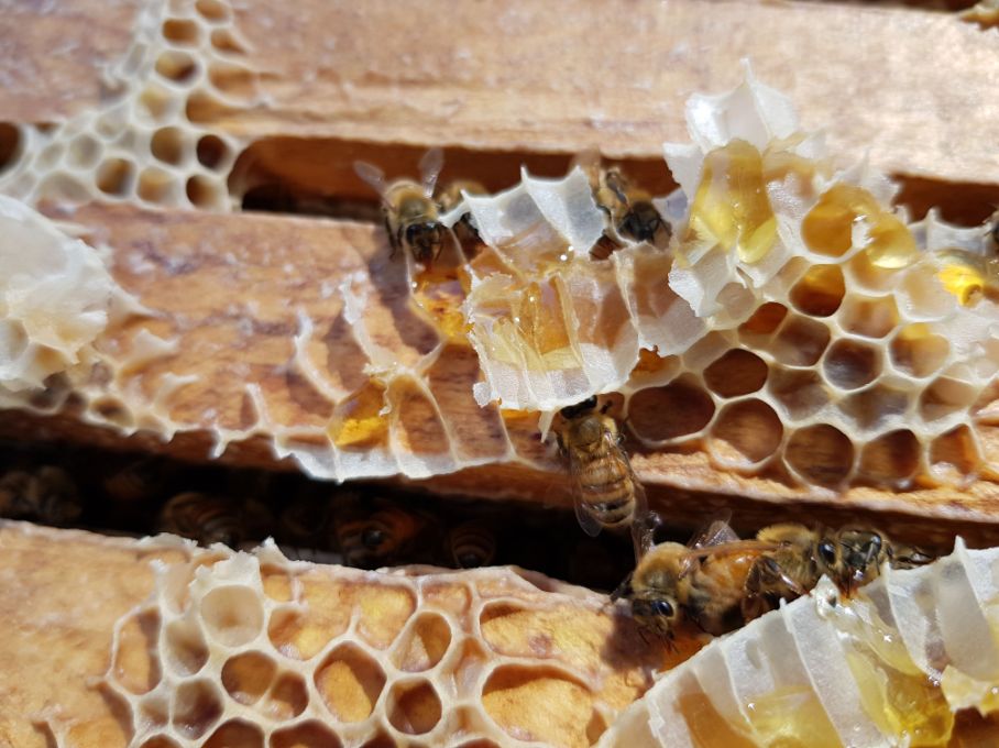 The Incredible Health Benefits of Raw Honeycomb – Australian Bee